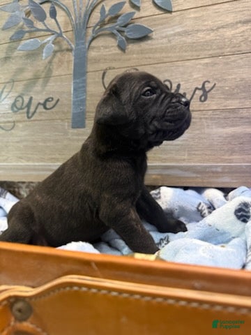 Cane Corso dogs for sale: Boy 3 - Ad 1