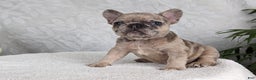 French Bulldog dogs for sale: Sophia - Ad 2