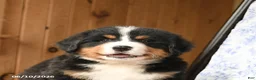 Bernese Mountain Dog dogs for sale: Oliver - Ad 5
