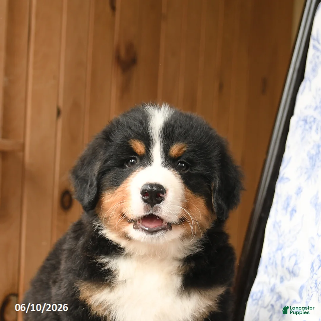 Bernese Mountain Dog dogs for sale: Oliver - Ad 5