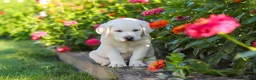 Labrador Retriever dogs for sale: Stormy - Ad 13