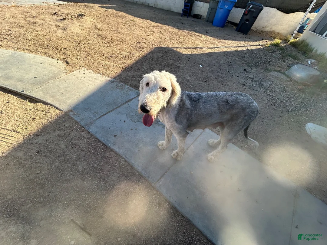 Old English Sheepdog dogs for sale: Old English Sheepdog 2 - Ad 2