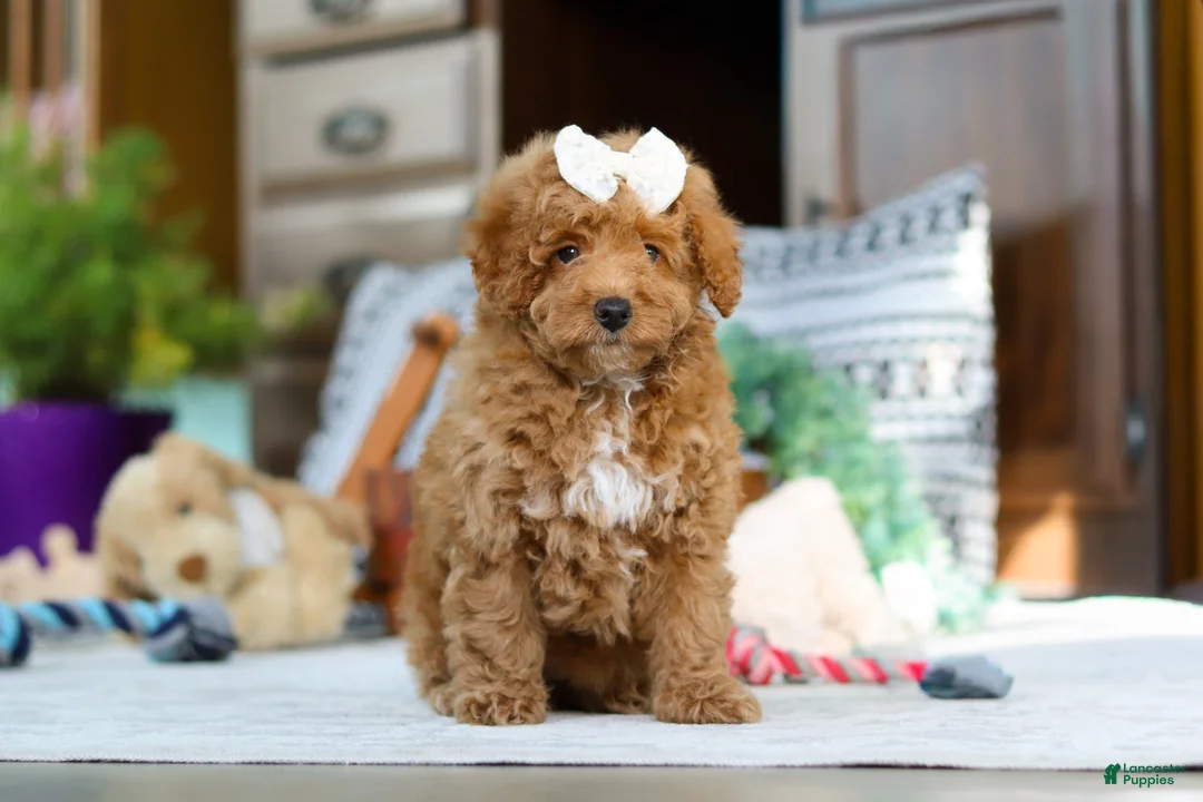 Miniature Poodle dogs for sale: Lorene - Ad 4
