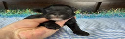 Havapoo dogs for sale: Havapoo 1 - Ad 4
