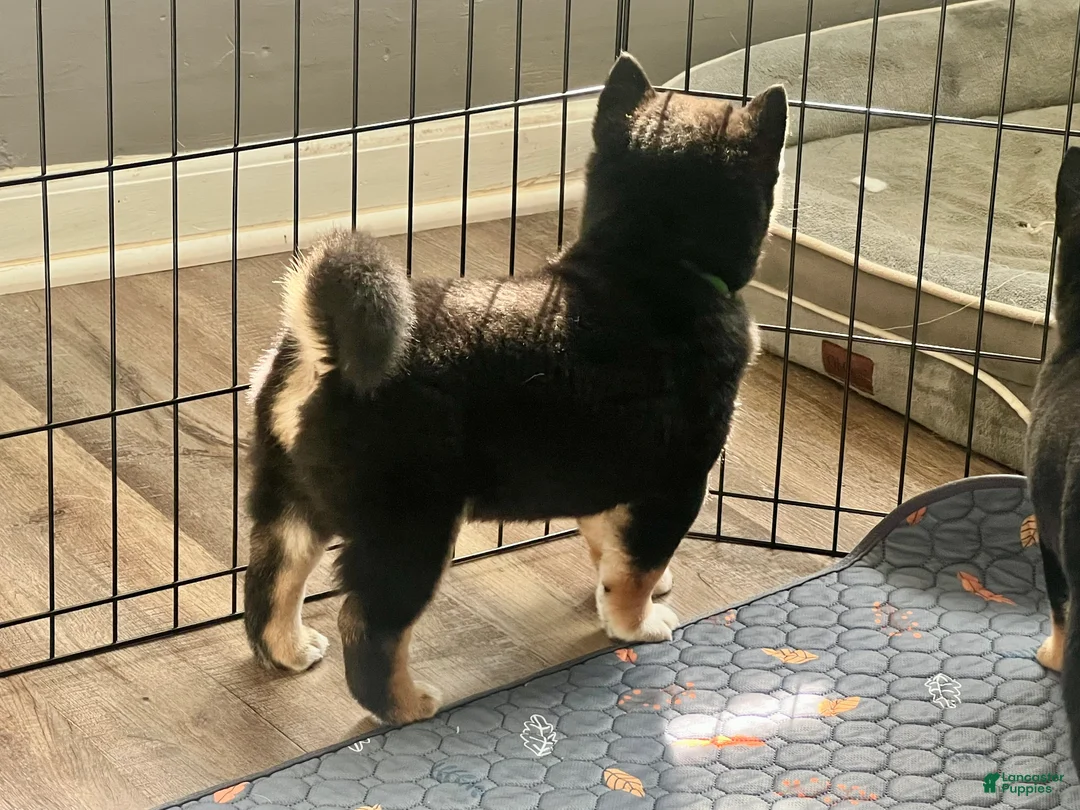 Shiba Inu dogs for sale: Enzo - Ad 2