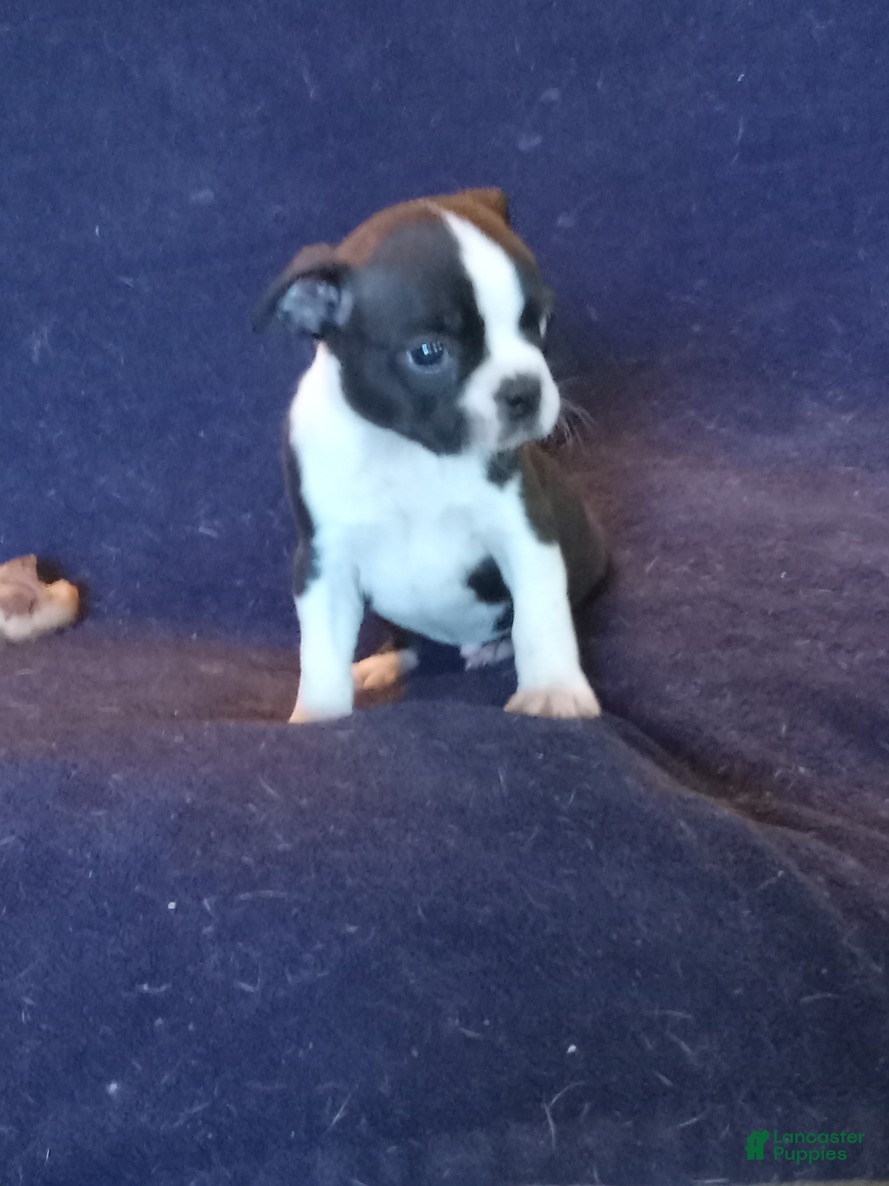 Boston Terrier dogs for sale: g-4 - Ad 2