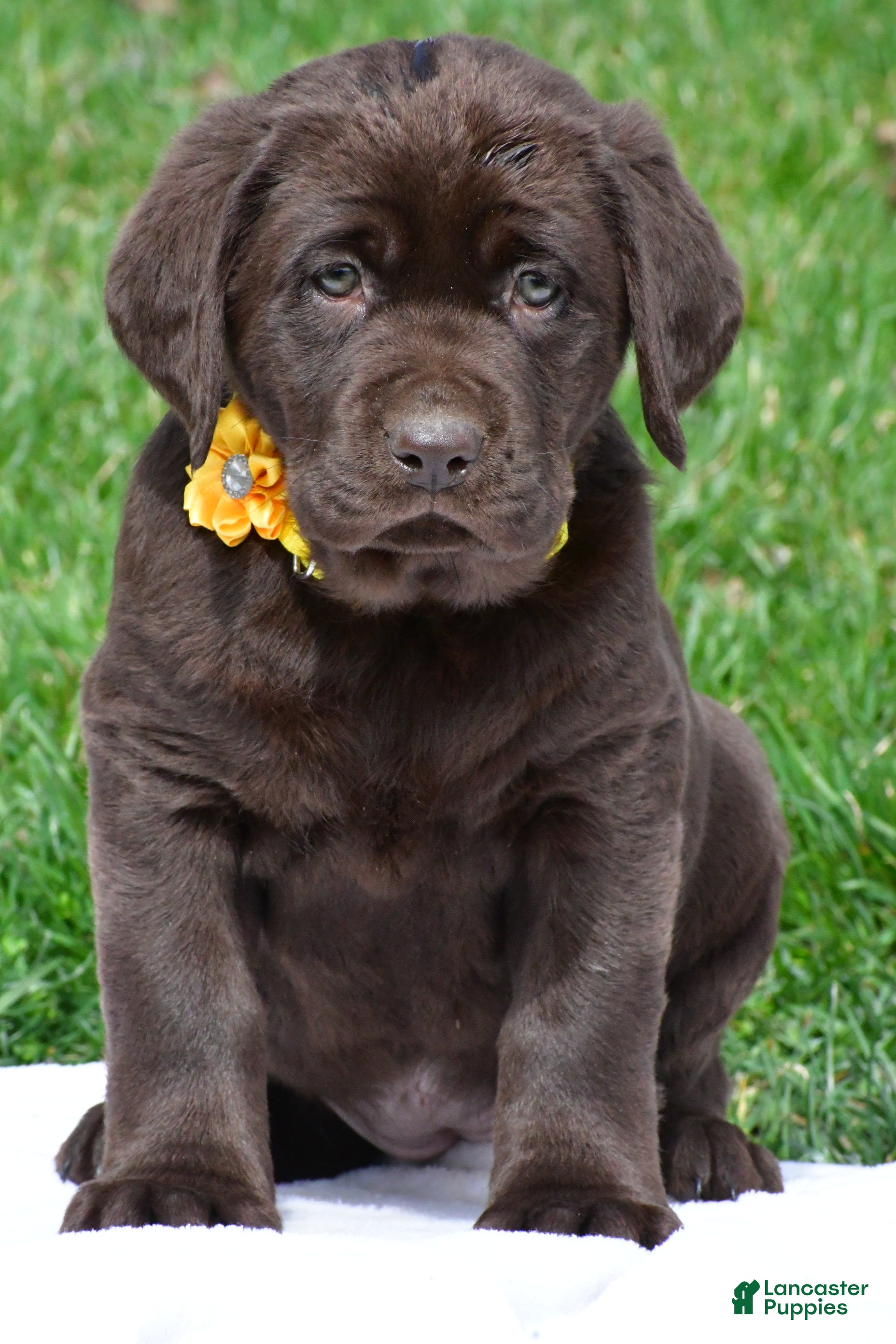 Labrador Retriever dogs Bell - Ad 2