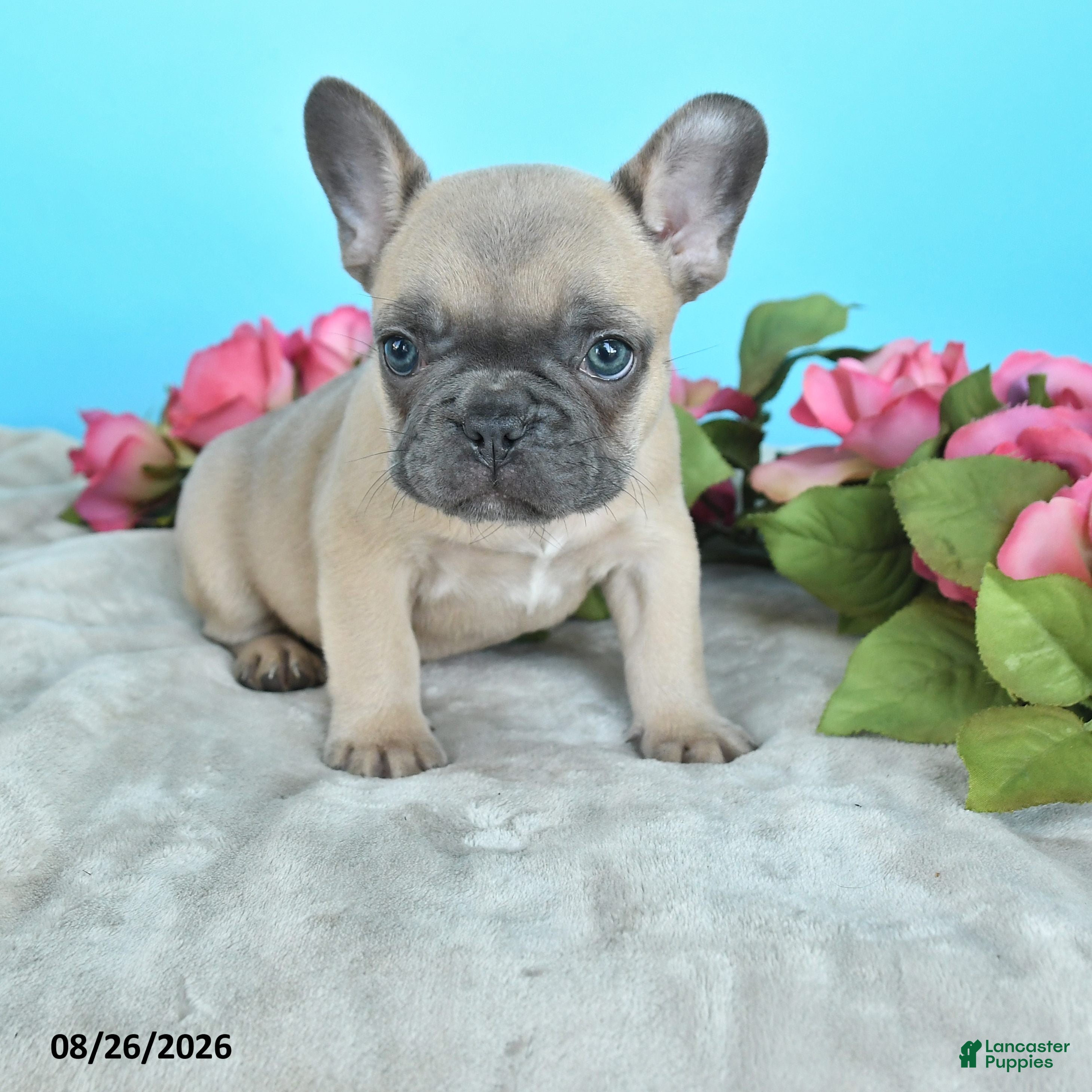 French Bulldog dogs Rascal - Ad 1