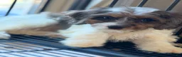 Cavapoo dogs for sale: Cavapoo 1 - Ad 5