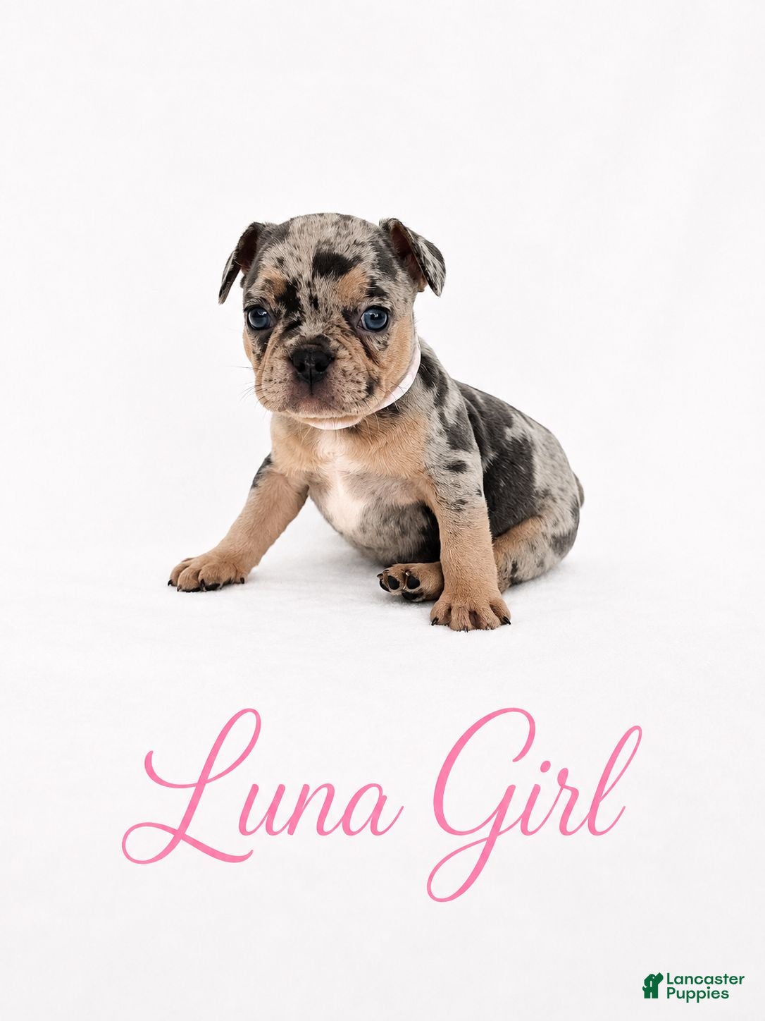 French Bulldog dogs Luna  - Ad 1