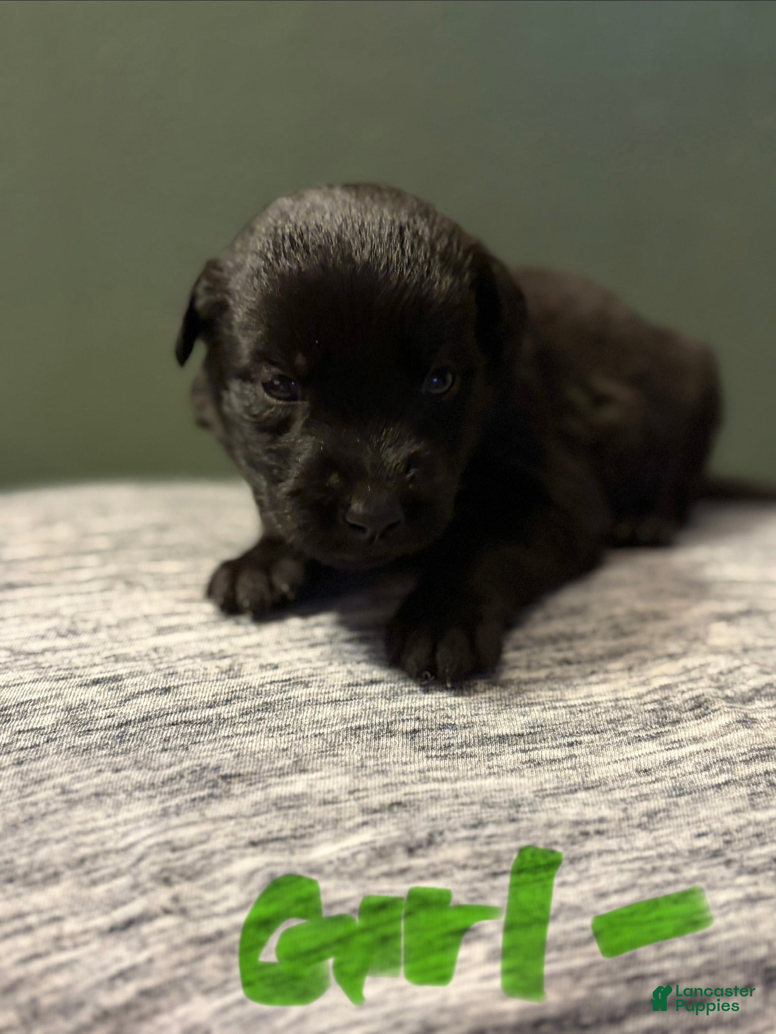 Mixed Breed dogs Belgian x Giant Schnauzer mix 10 light green collar - Ad 25