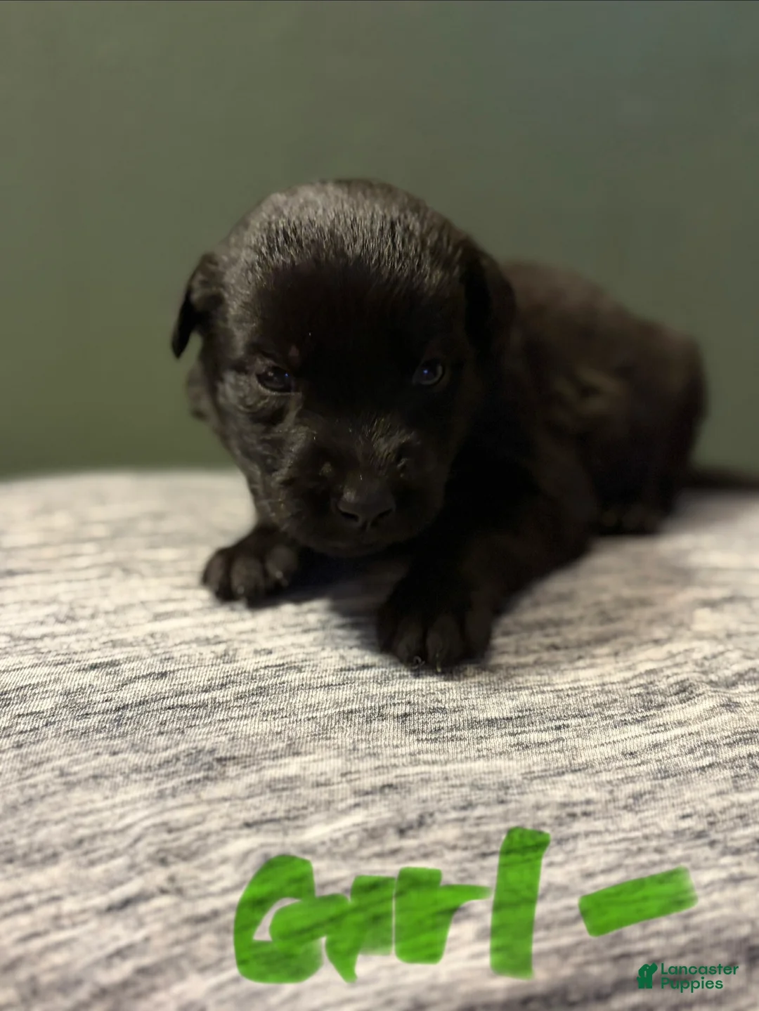 Mixed Breed dogs for sale: Belgian x Giant Schnauzer mix 10 light green collar - Ad 1