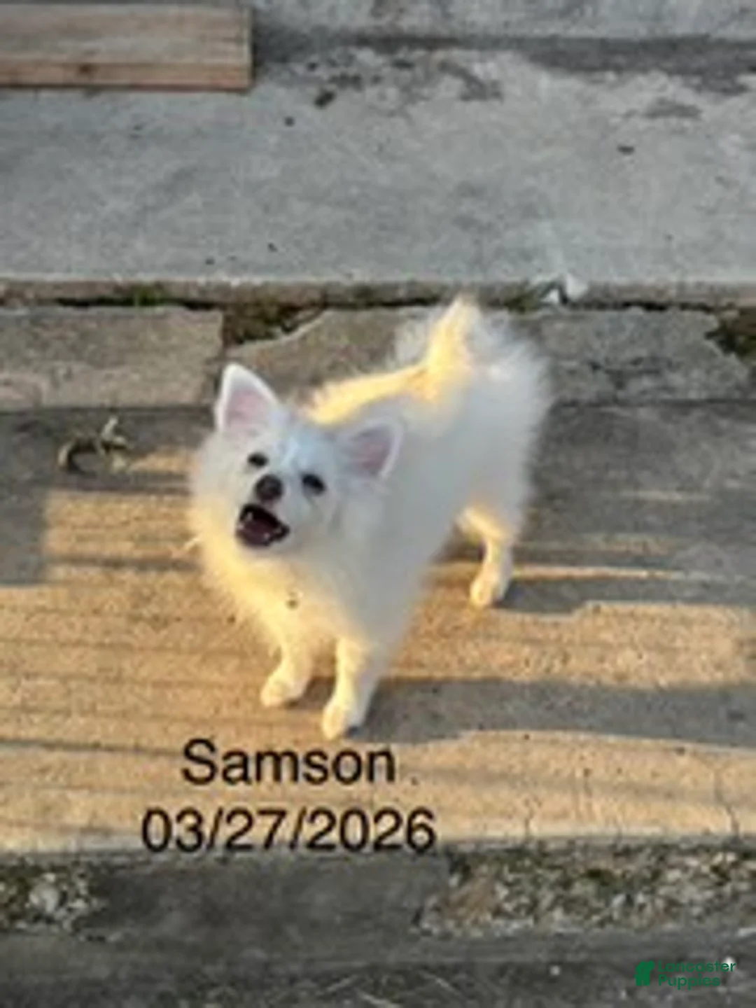 Pomeranian dogs for sale: Samson - Ad 4