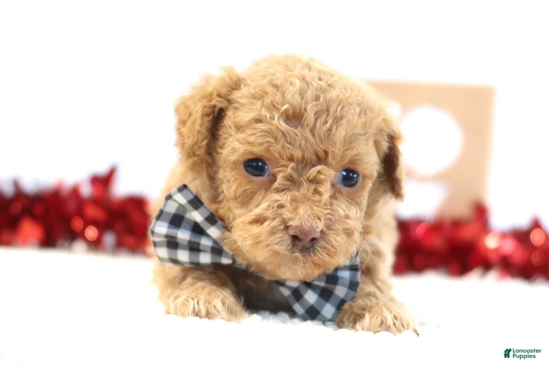 Toy Poodle dogs for sale: Romeo - Ad 2