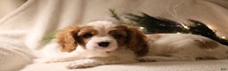 Cavalier King Charles Spaniel dogs for sale: Leo - Ad 8