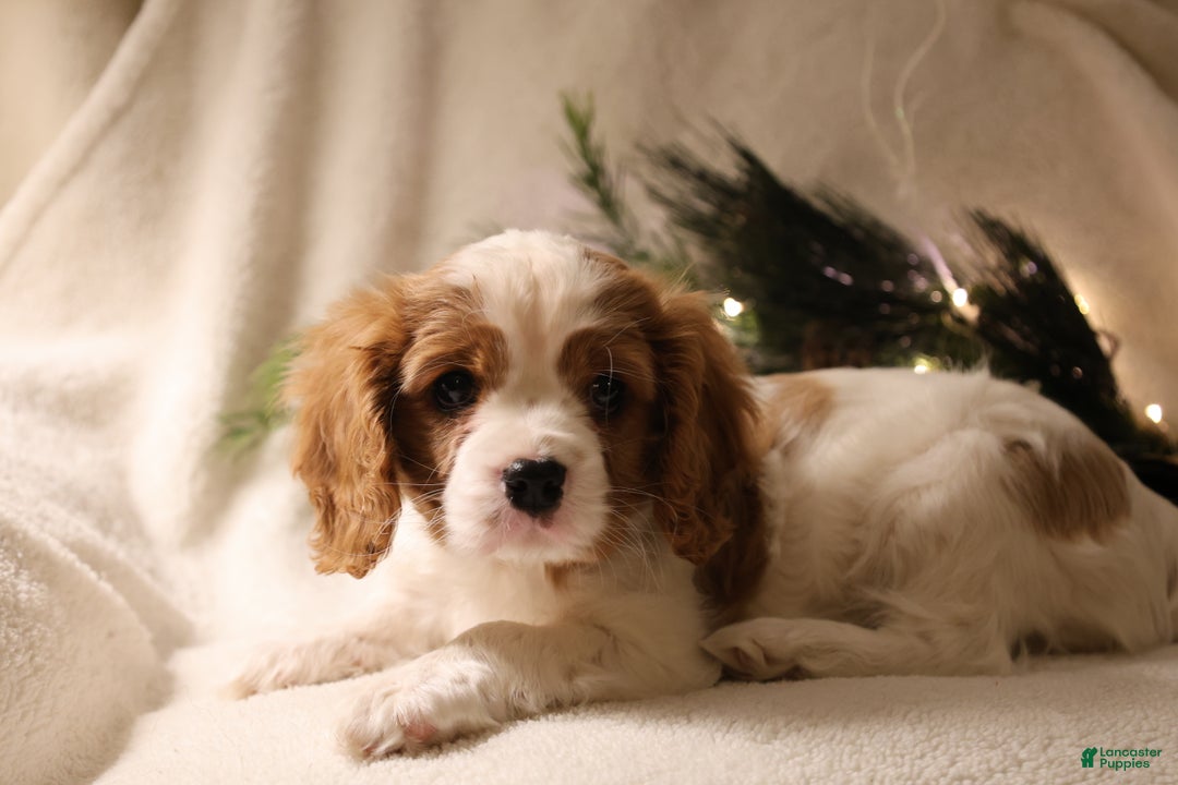 Cavalier King Charles Spaniel dogs for sale: Leo - Ad 8