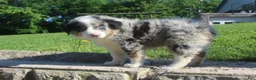 Australian Shepherd dogs for sale: Australian Shepherd Puppy 4 - Ad 3