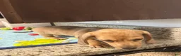Miniature Dachshund dogs for sale: Ansh  - Ad 4
