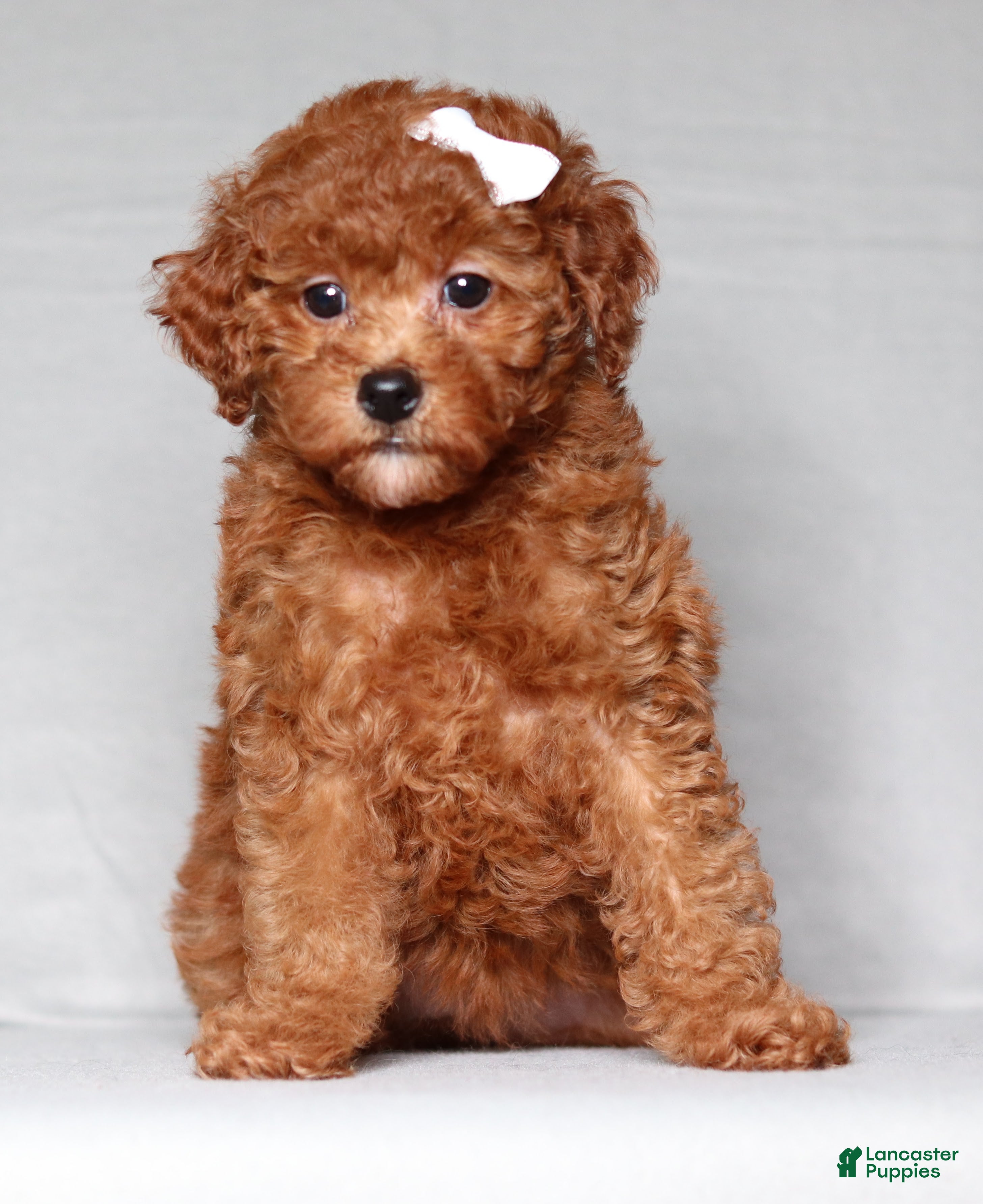 Miniature Poodle dogs Miniature Poodle Puppy 1 - Ad 2