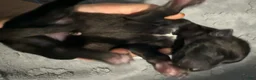 Belgian Malinois dogs for sale: White Collar - Ad 3