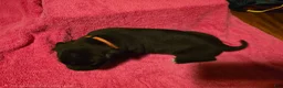 Mixed Breed dogs for sale: Hestia - Ad 4