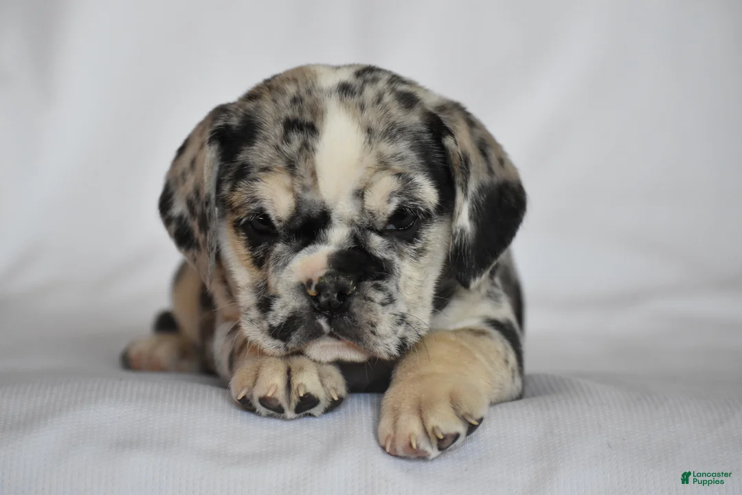 Beabull dogs for sale: Destiny - Ad 7