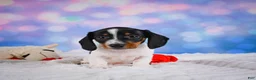 Miniature Dachshund dogs for sale: Coby - Ad 14