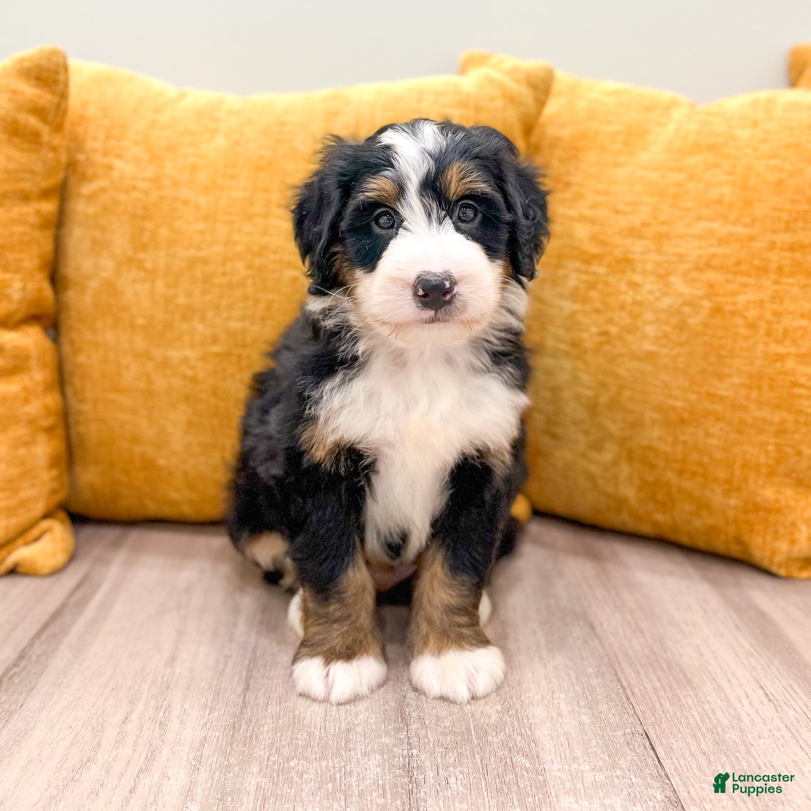 Mini Bernedoodle dogs King - Ad 1