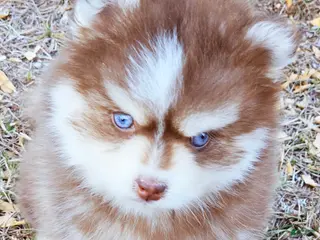 Pomsky dogs Blaze toy size - Ad 8