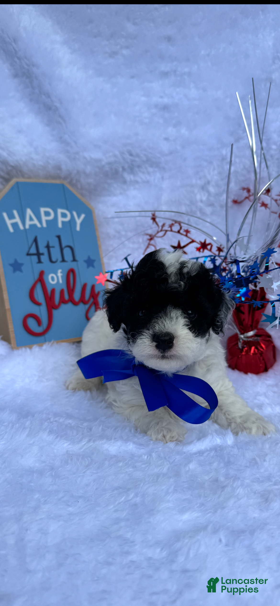 Toy Poodle dogs Toy Poodle 1 - Ad 1