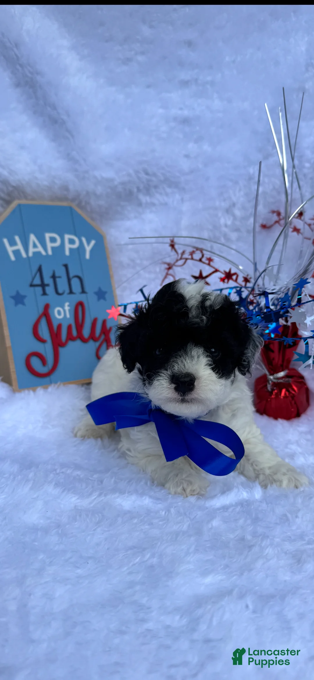 Toy Poodle dogs for sale: Toy Poodle 1 - Ad 1