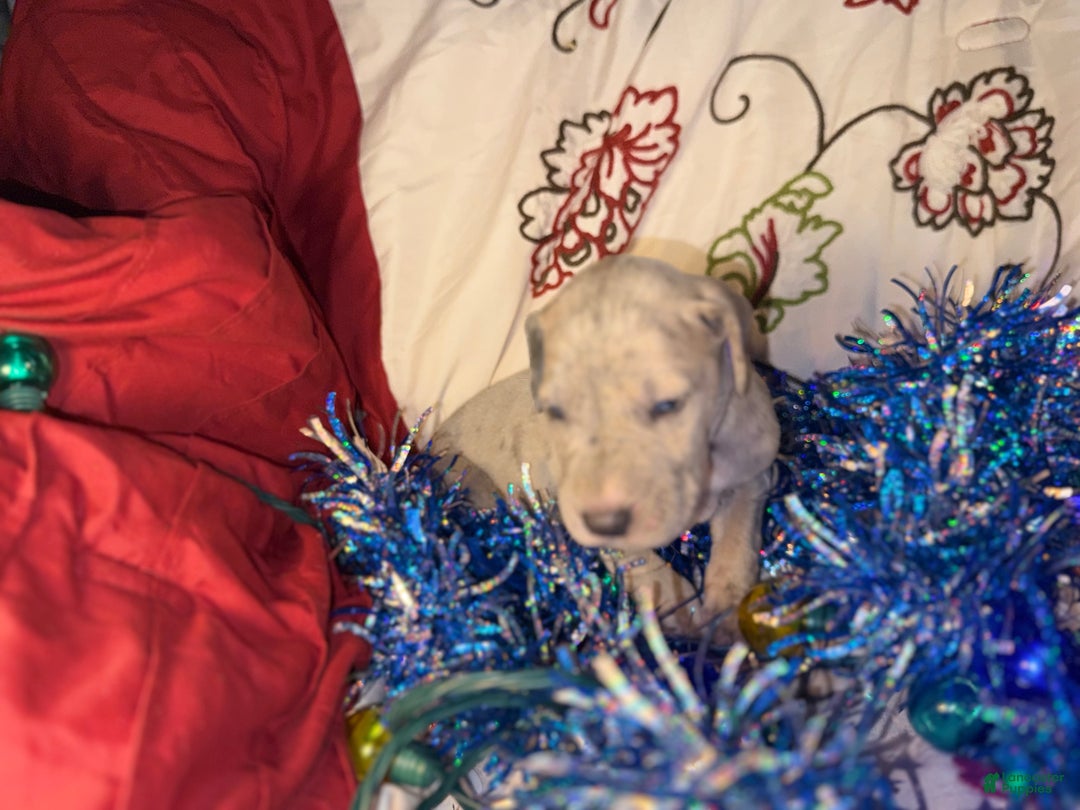 Great Dane dogs for sale: Milo - Ad 6