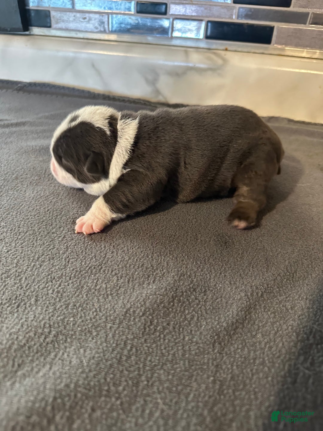 English Bulldog dogs for sale: Lilac and White Male - Ad 33