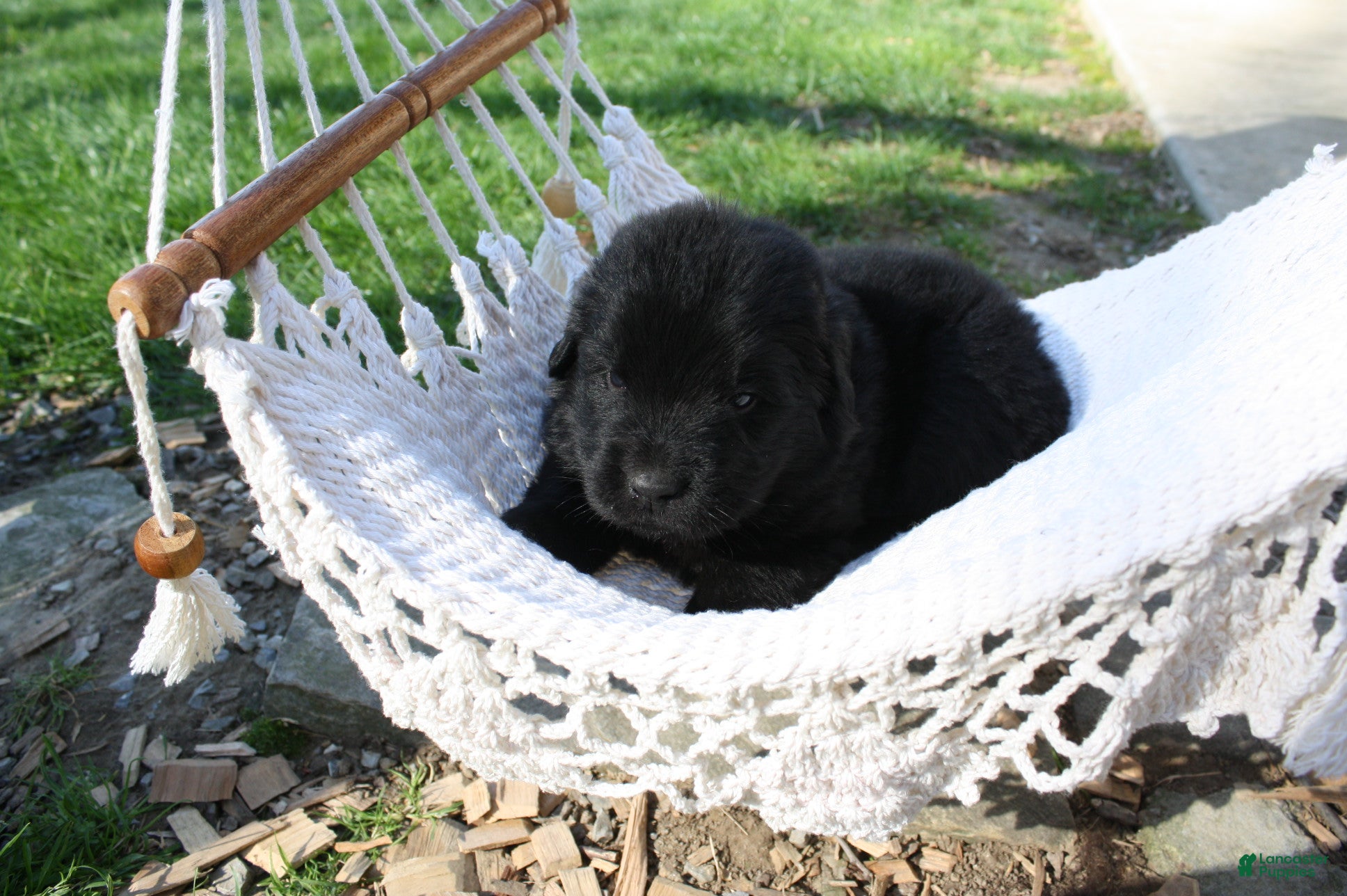 Newfoundland dogs Shadow - Ad 2