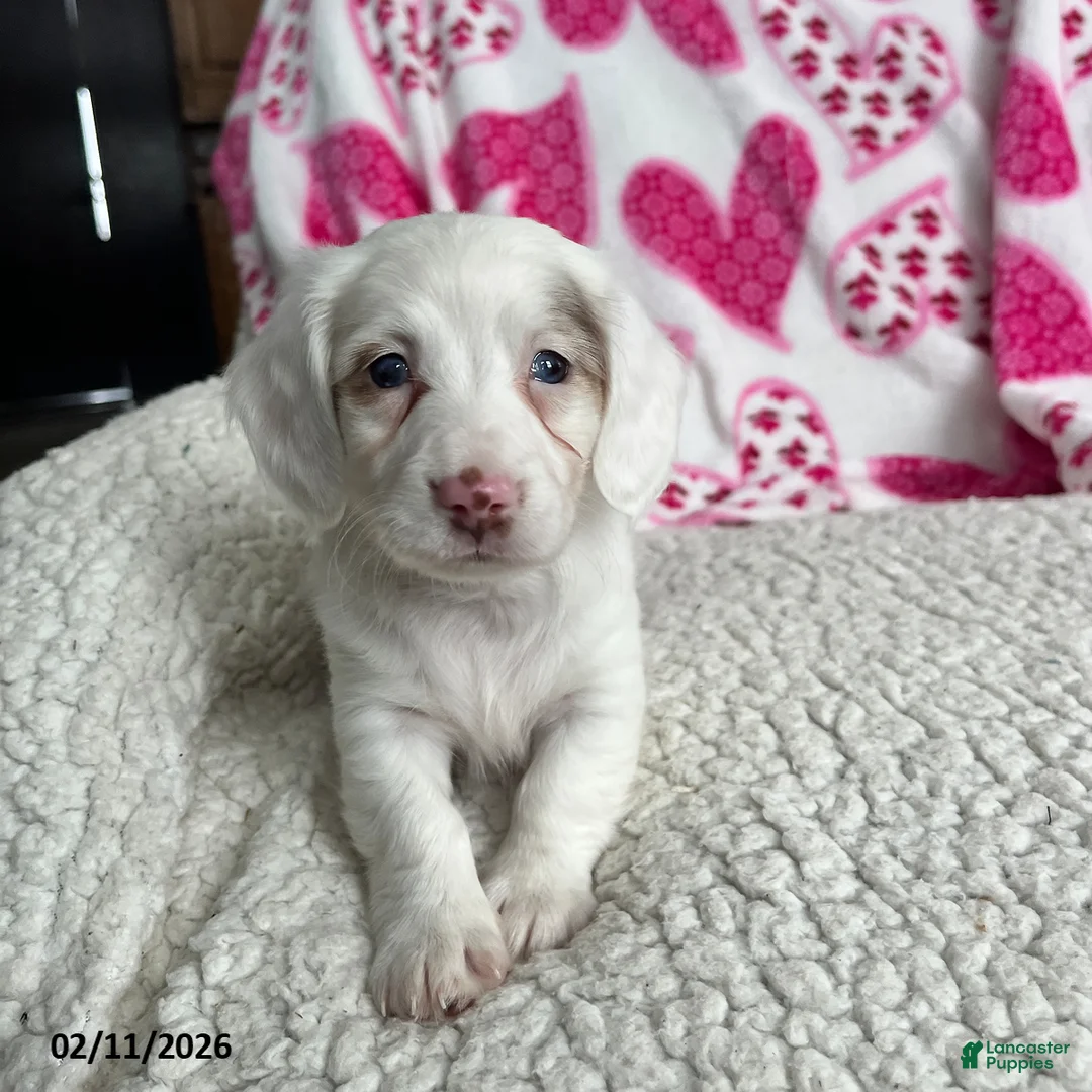 Miniature Dachshund dogs for sale: Snowflower Special Needs - Ad 1