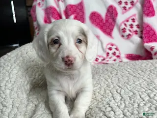 Miniature Dachshund dogs Snowflower Special Needs - Ad 33