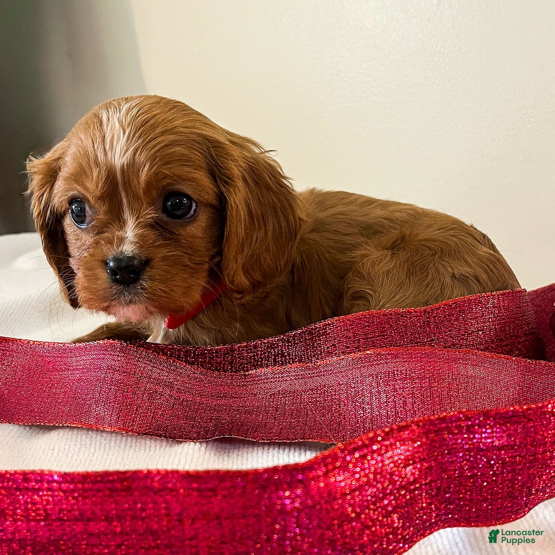 Cavalier King Charles Spaniel dogs for sale: Felix - Ad 2