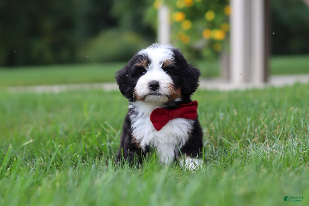 Mini Bernedoodle dogs for sale:  Tanner 🐶 - Ad 1