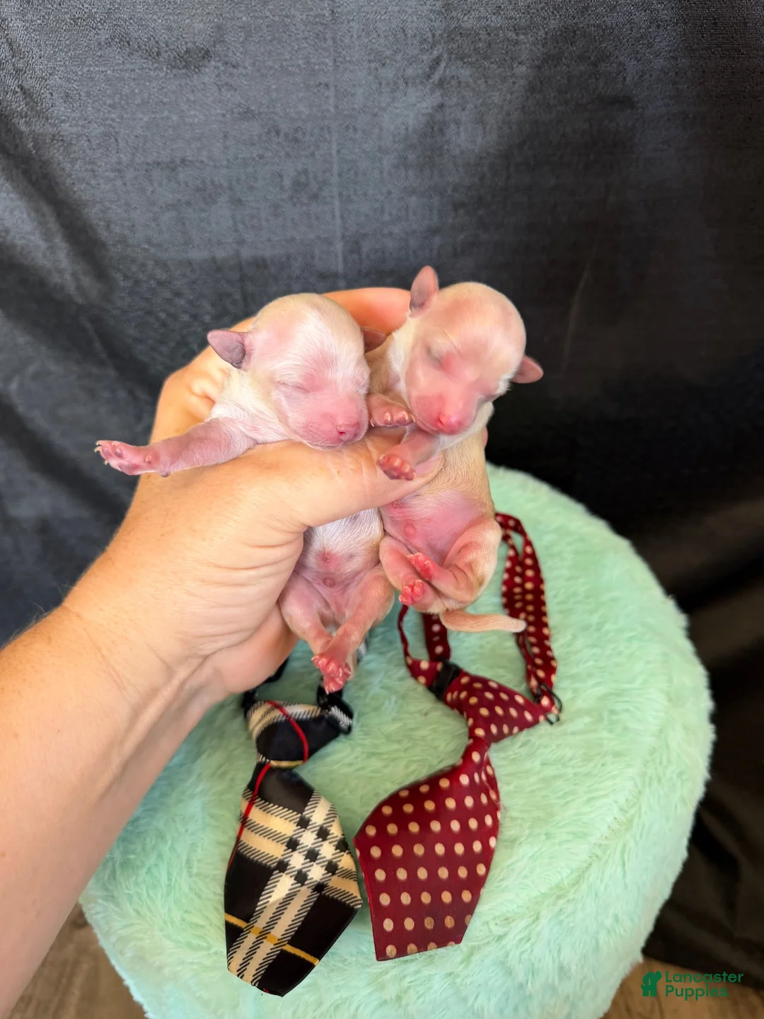 Maltipoo dogs for sale: Cali’s Boy! Red Tie - Ad 2