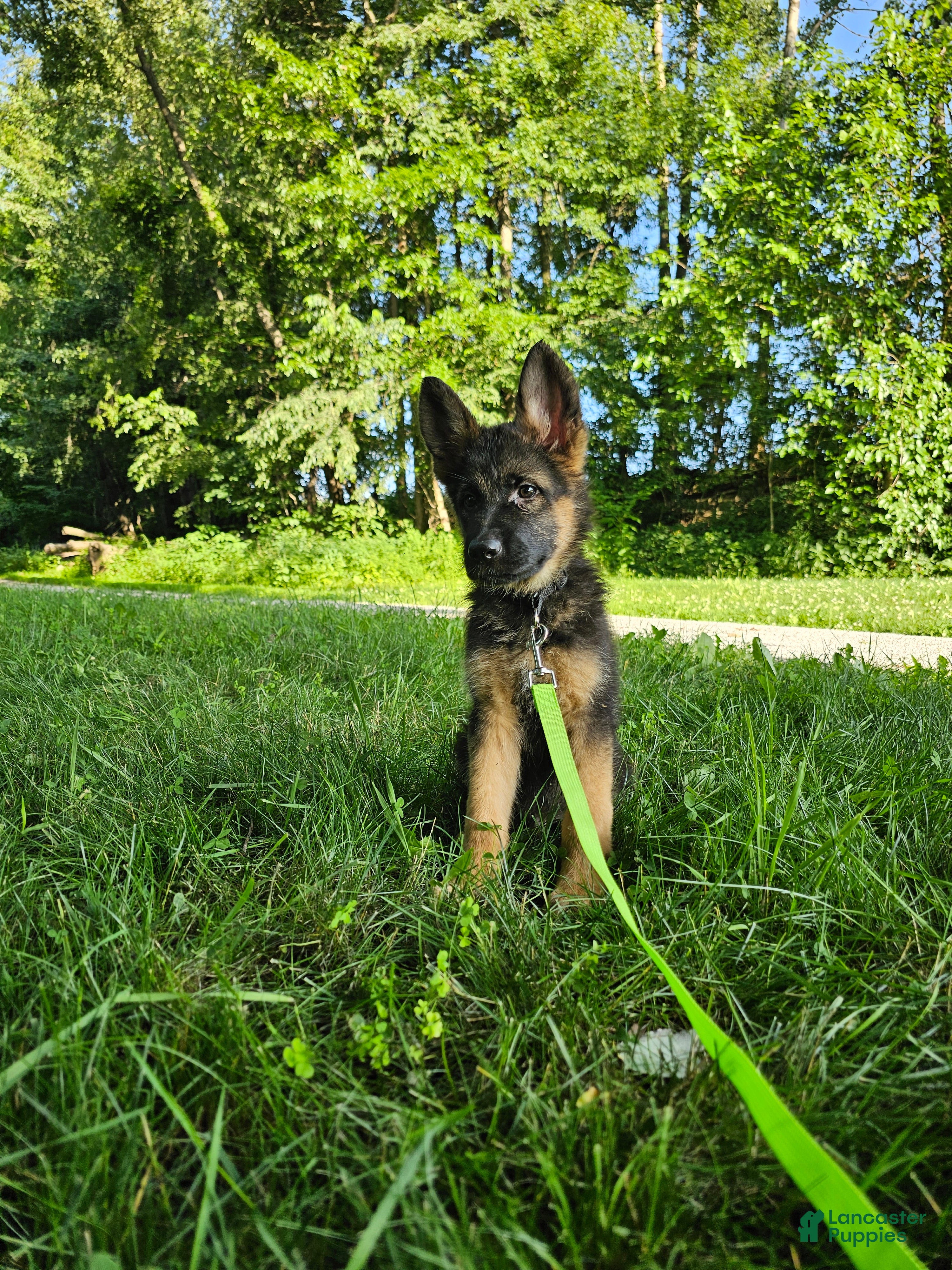 German Shepherd dogs Jack - Ad 1