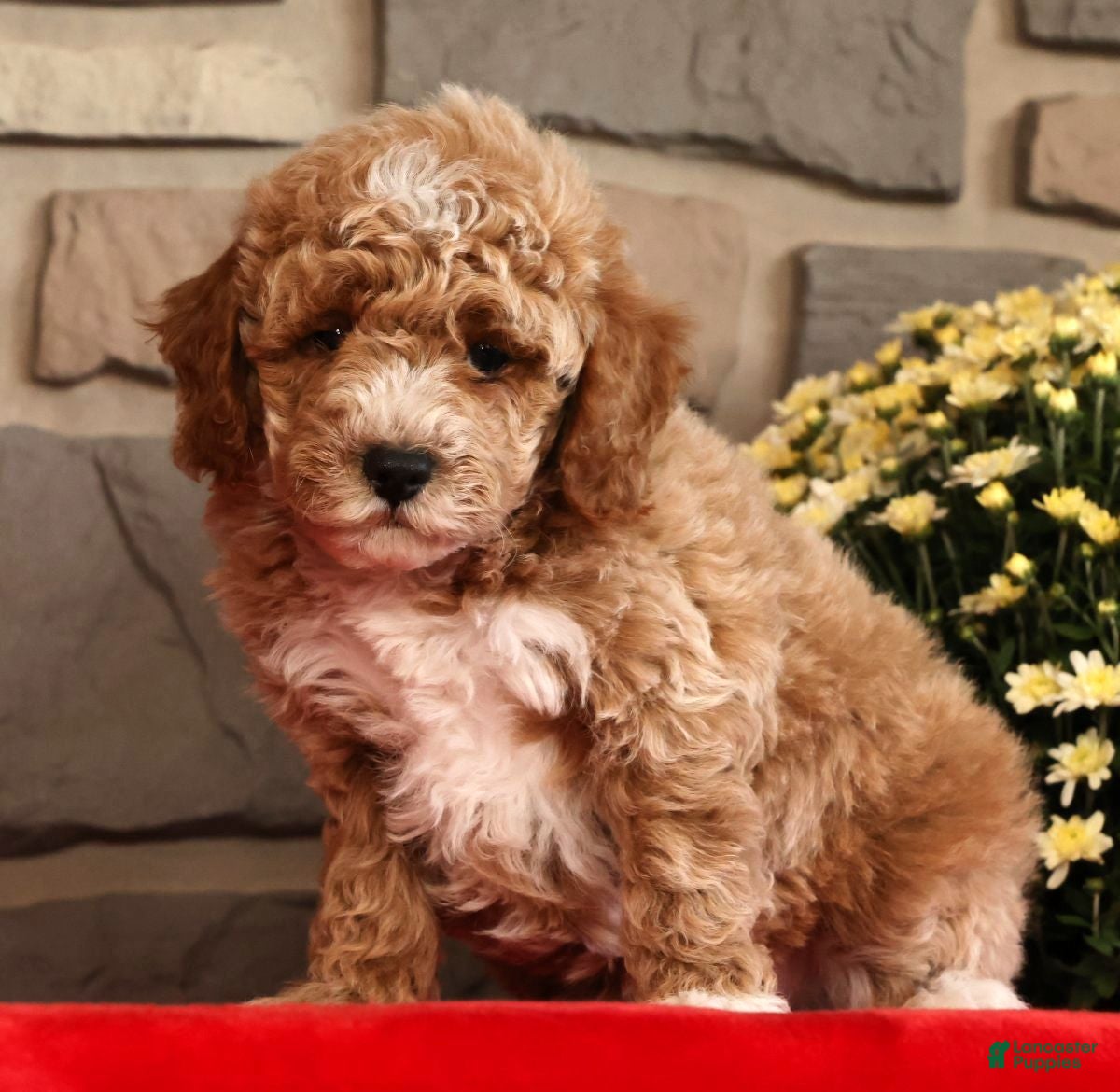Mini Goldendoodle dogs Bruno - Ad 1