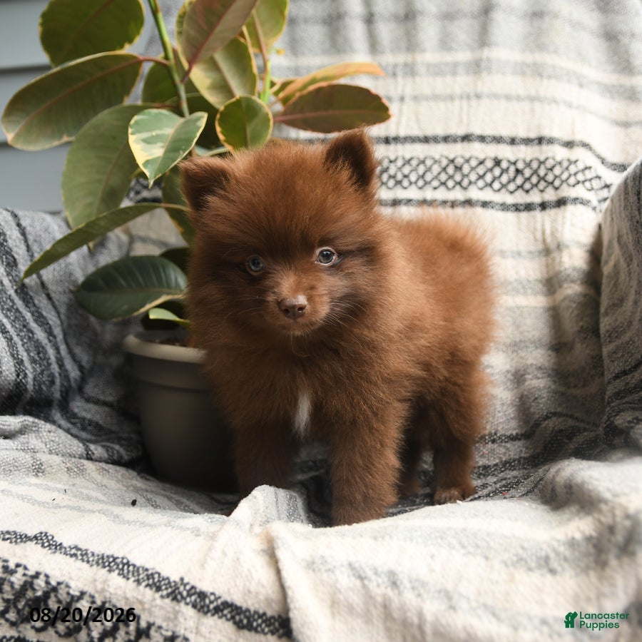 Pomeranian dogs Zachery - Ad 2