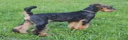 Airedale Terrier dogs for sale: Enchanted Airedales - Turquoise Girl - Ad 9