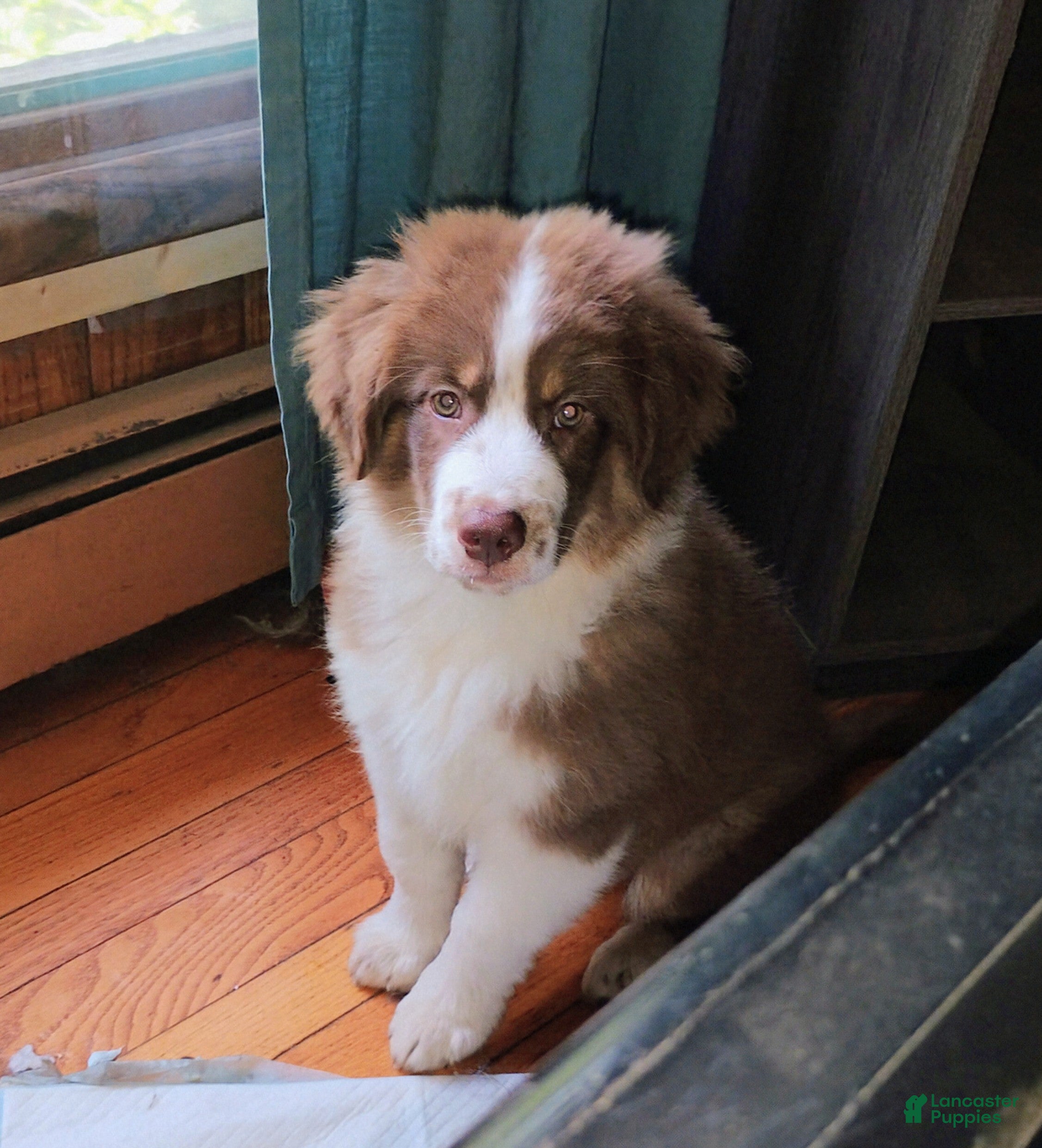 Australian Shepherd dogs Brooks - Ad 2