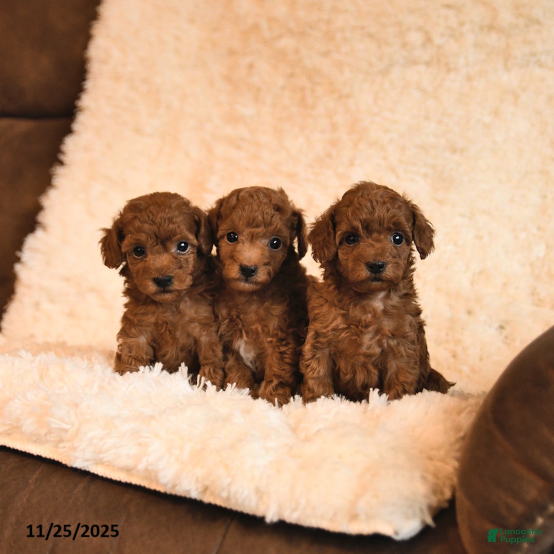 Toy Poodle dogs for sale: Chase - Ad 5