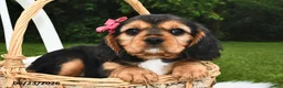 Beaglier dogs for sale: Cali  - Ad 4