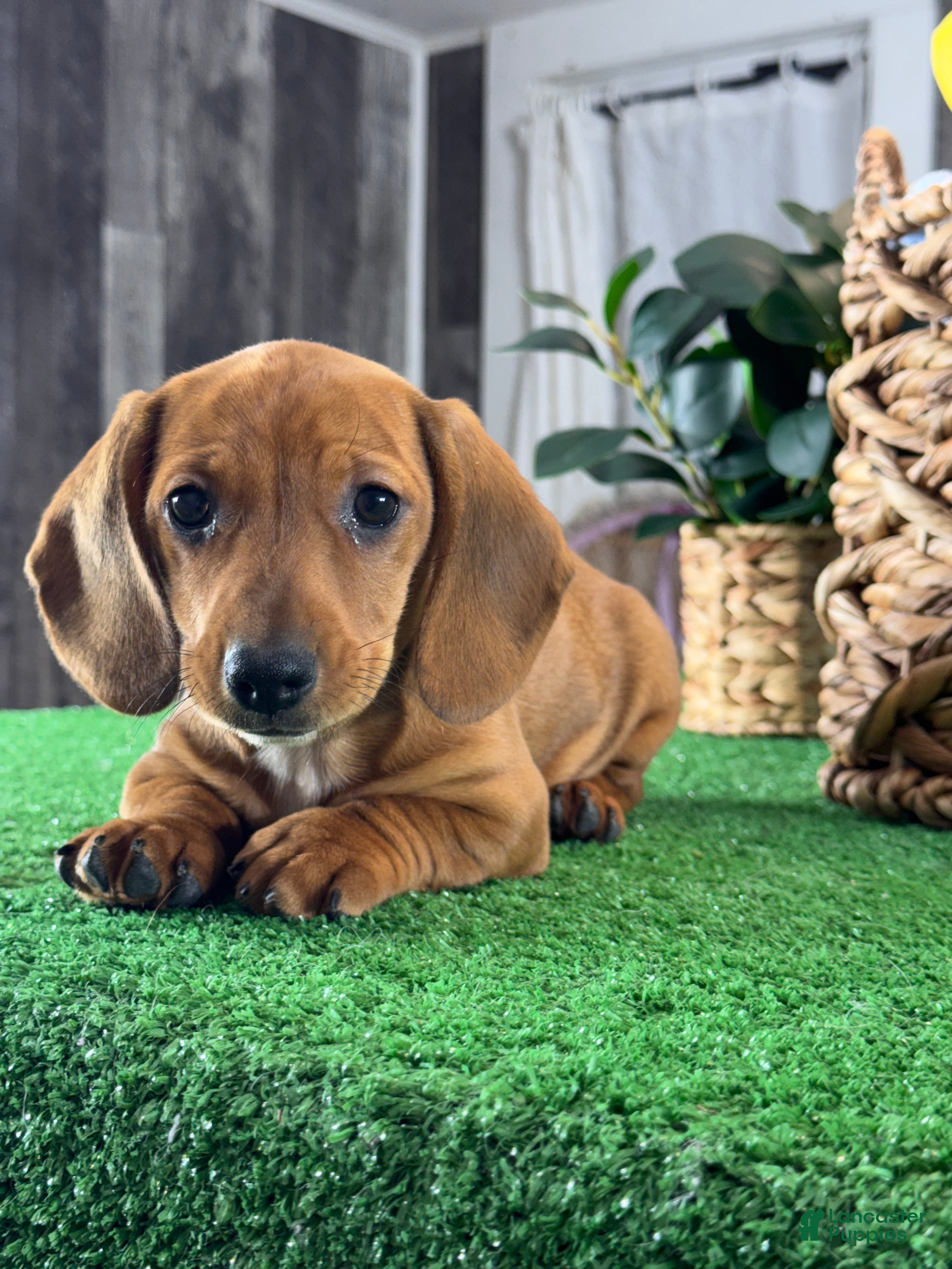 Dachshund dogs Dahlia - Ad 42