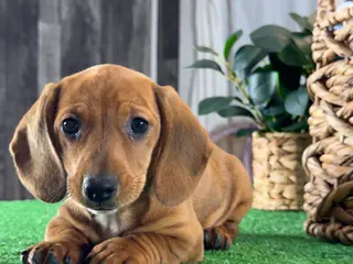 Dachshund dogs Dahlia - Ad 42