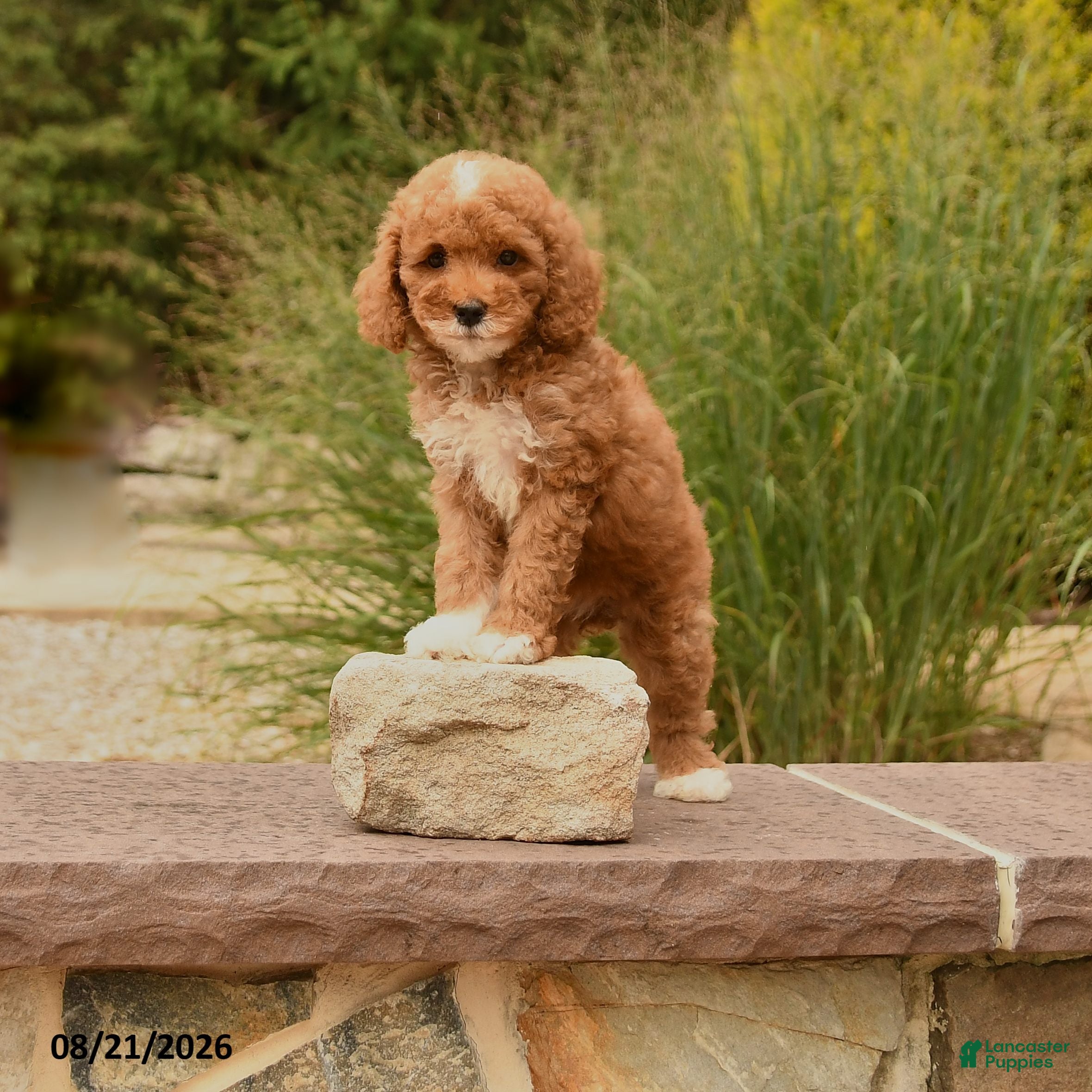 Cockapoo dogs Olivia - Ad 1