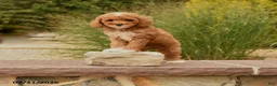 Cockapoo dogs for sale: Olivia - Ad 1